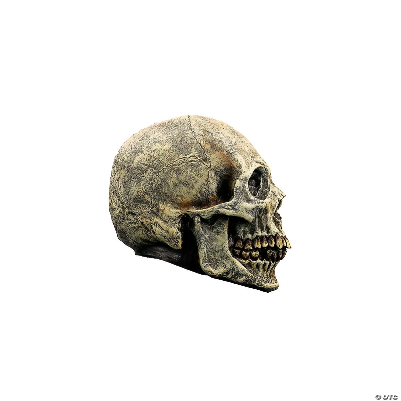 7" Ghoulish Productions Human Skull Halloween Decoration