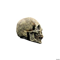 7" Ghoulish Productions Human Skull Halloween Decoration