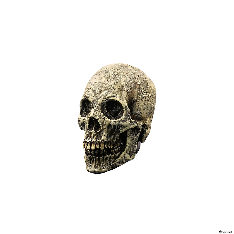 7" Ghoulish Productions Human Skull Halloween Decoration