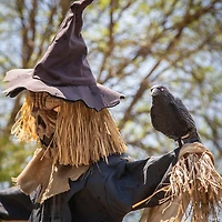 96" Staked Scarecrow Animated Halloween Prop