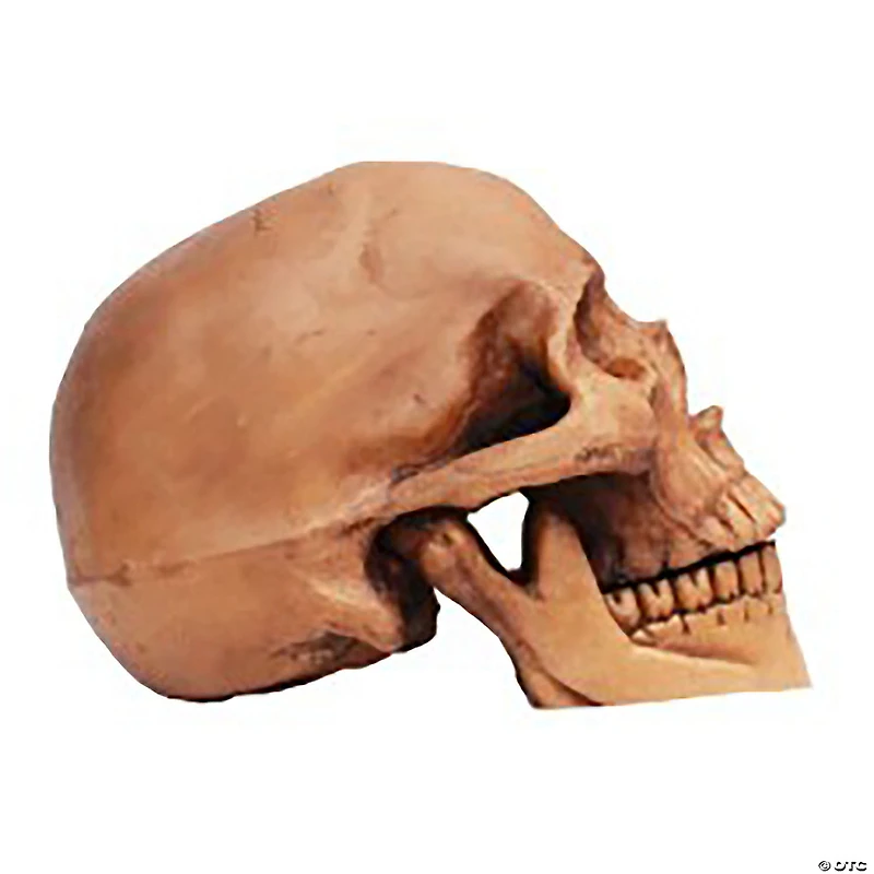 Small Skull Resin Cranium Halloween Decoration