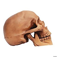 Small Skull Resin Cranium Halloween Decoration