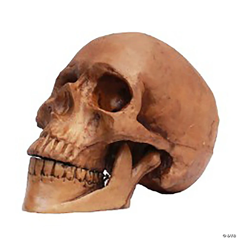 Small Skull Resin Cranium Halloween Decoration