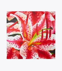 Lily Silk Square Scarf