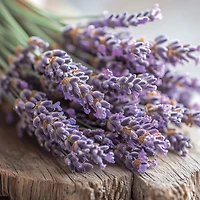 Dried Lavender & Oak​ Mini Candle