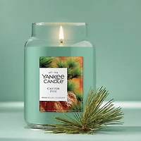 Canyon Pine Original Large Jar Candle