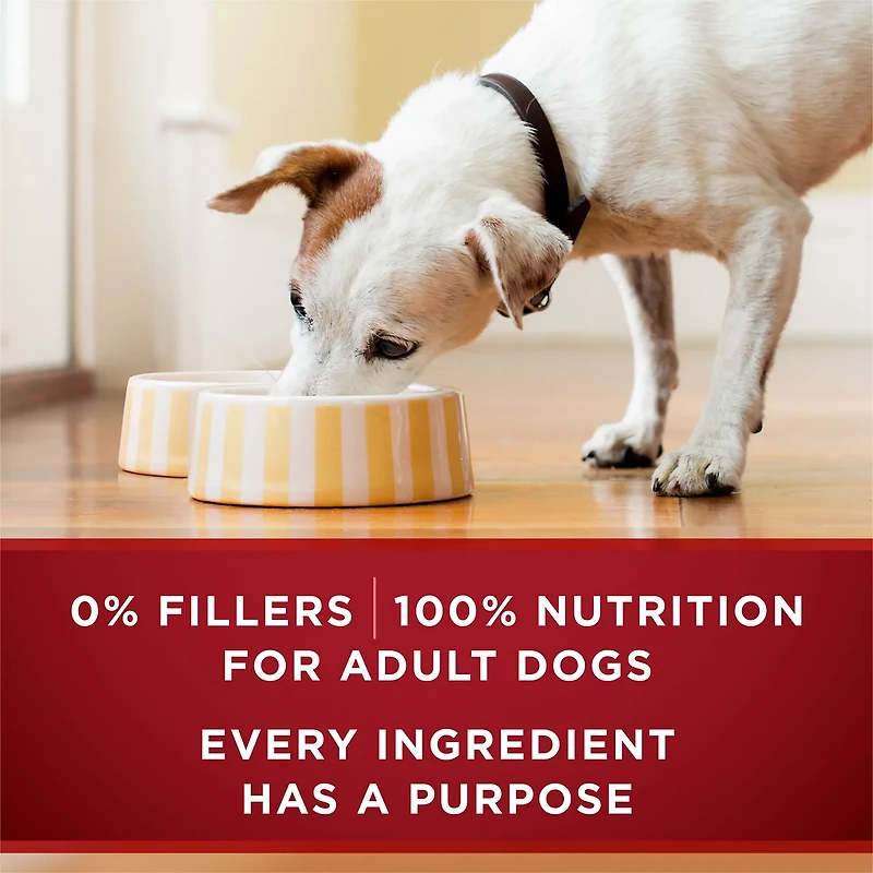 Purina ONE High Protein Wet Dog Food True Instinct Tender Cuts in Gravy With Real Beef and Wild-Caught Salmon, 13 oz