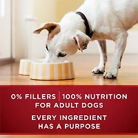 Purina ONE High Protein Wet Dog Food True Instinct Tender Cuts in Gravy With Real Beef and Wild-Caught Salmon, 13 oz