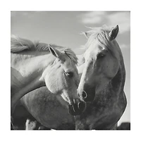 Canvas Photo Assorted 20 in x 20 in