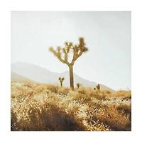 Canvas Photo Assorted 20 in x 20 in