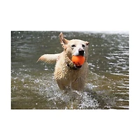 Spunky Pup Fetch & Glow Ball, Assorted