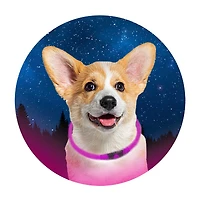 Friendli LED Dog Collar, Small