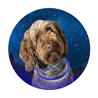 Friendli LED Dog Collar, Medium