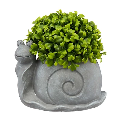 Garden Snail Succulent