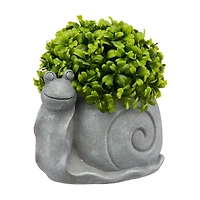 Garden Snail Succulent