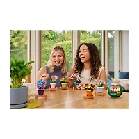 Zuru Max Garden, Phalaenopsis