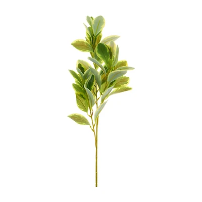 Green Ficus Stem