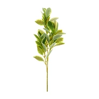 Green Ficus Stem