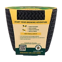 Buzzy Complete Grow Kit, Assorted Plants