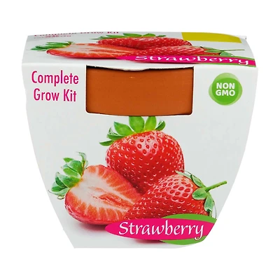 Terra Cotta Grow Kit, 1 ct, Assorted