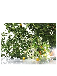 Orange Blossom Cologne