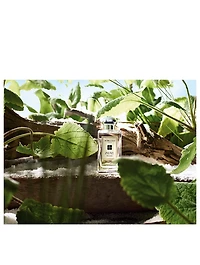 Wood Sage & Sea Salt Cologne
