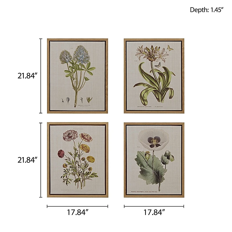 Madison Park Herbal Botany Botanical Illustration 4-pc. Framed Wall Art Sets