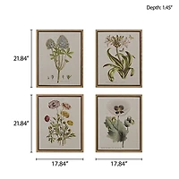 Madison Park Herbal Botany Botanical Illustration 4-pc. Framed Wall Art Sets