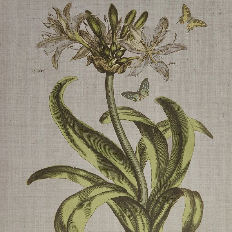 Madison Park Herbal Botany Botanical Illustration 4-pc. Framed Wall Art Sets