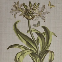 Madison Park Herbal Botany Botanical Illustration 4-pc. Framed Wall Art Sets