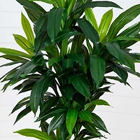 Nearly Natural 7' Dracaena With Real Touch Leaves Artificial Plant