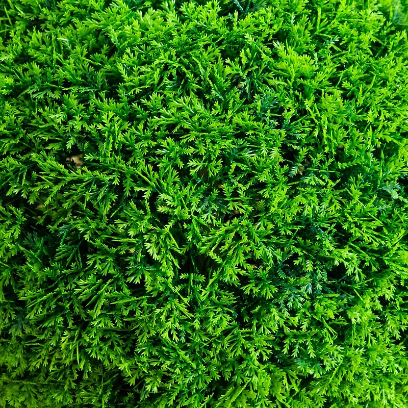 Nearly Natural 16" Mediterranean Cypress Artificial Plant