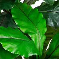 Nearly Natural 6ft Bird Nest Fern Indoor Outdoor Artificial Tree