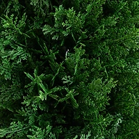 Nearly Natural 2-pc. 4ft Cedar Integrated Ground Stake Artificial Plant