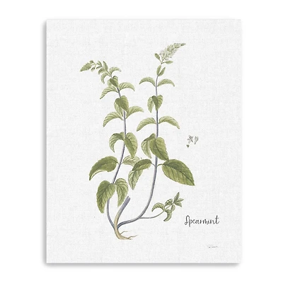 Cottage Herbs IV Giclee Canvas Art