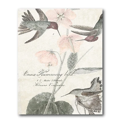 Courtside Market Soft Hummingbirds Canvas Art