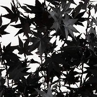 Nearly Natural 4ft Pre-Lit Black Maple Lighted Indoor Artificial Tree