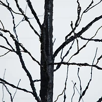 Nearly Natural 8ft Pre-Lit Halloween Twig Lighted Indoor Artificial Tree
