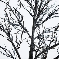 Nearly Natural 7ft Pre-Lit Halloween Twig Lighted Indoor Artificial Tree