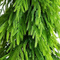 Nearly Natural Foot Pine Christmas Tree