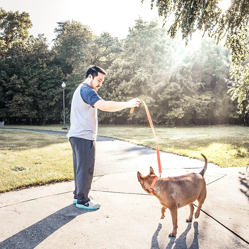 Pet Life Aero Mesh 2-In-1 Dual Sided Comfortable And Breathable Adjustable Mesh-Collar 4 Ft Dog Leash