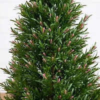 Nearly Natural 3ft. Green Rosemary Topiary