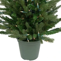 Northlight Spruce Potted 4 Foot Pre-Lit Spruce Christmas Tree