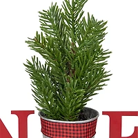 Northlight 13" Potted Faux Pine In Metal "Noel" Planter Christmas Tabletop Decor