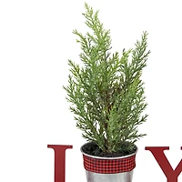 Northlight 10" Potted Faux Pine In Metal "Joy" Planter Christmas Tabletop Decor