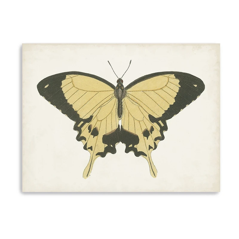 Lumaprints Beautiful Butterfly I Giclee Canvas Art