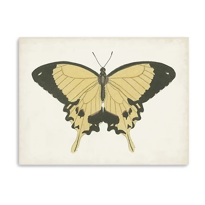 Lumaprints Beautiful Butterfly I Giclee Canvas Art