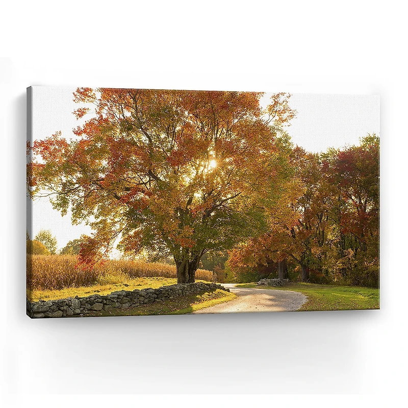 Lumaprints Maple Tree Drive Giclee Canvas Art