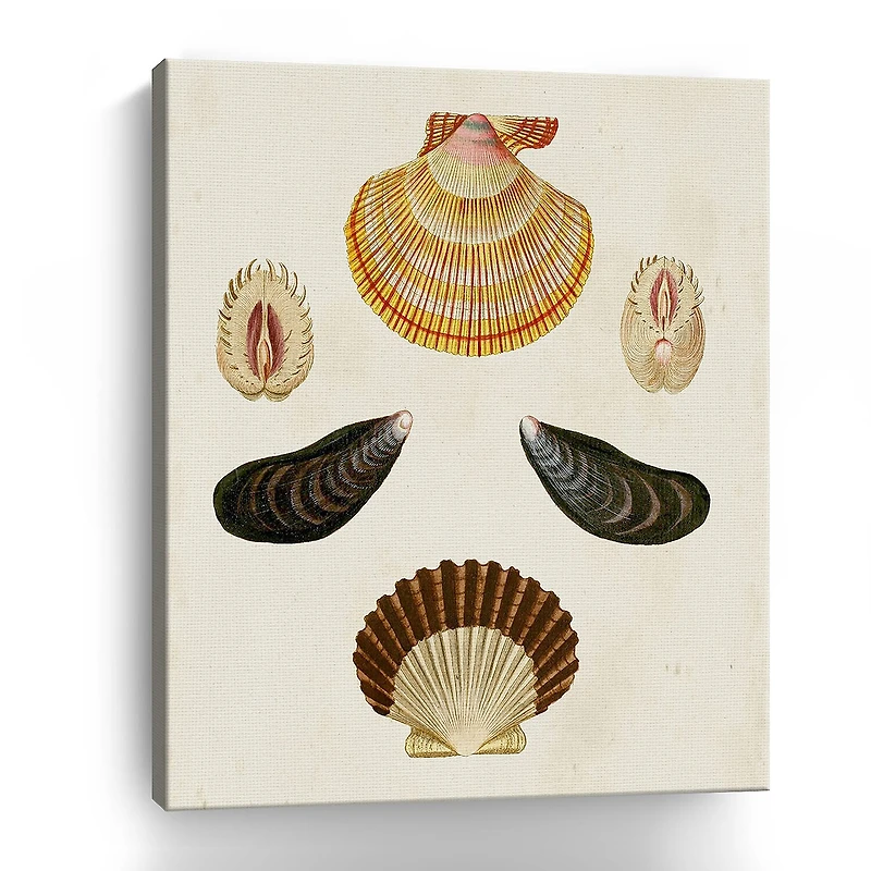 Lumaprints Knorr Shells I Giclee Canvas Art