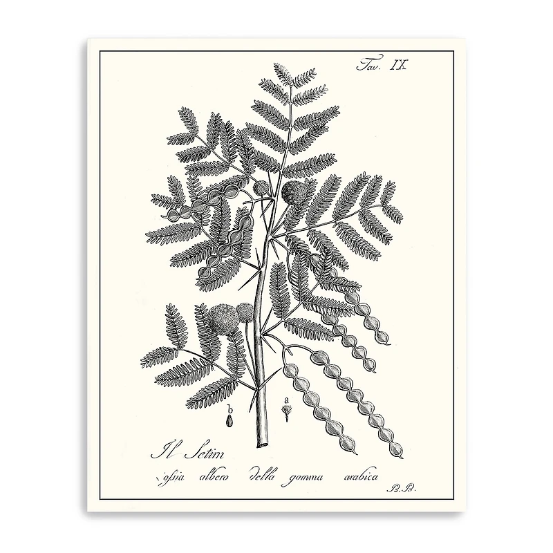 Lumaprints Antique Black & White Botanical I Giclee Canvas Art